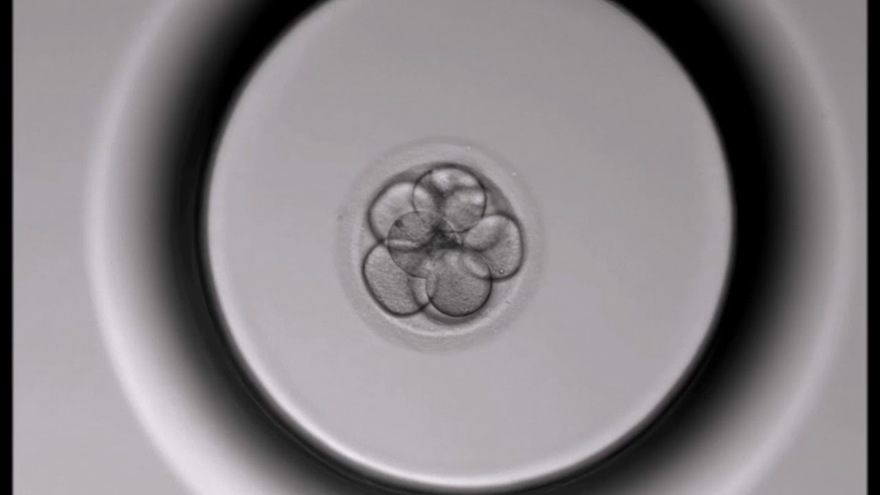 Sviluppo dell'embrione nel incubarore GERI